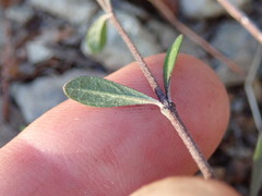 Olearia adenophora