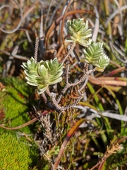 Pimelea milliganii
