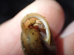 Vespericola marinensis