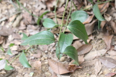 Smilax lanceifolia