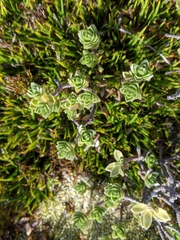 Pimelea milliganii
