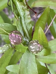 Dryocosmus quercuslaurifoliae