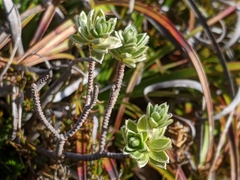 Pimelea milliganii