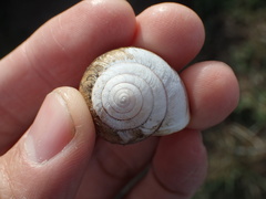 Helminthoglypta stiversiana