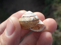 Helminthoglypta stiversiana