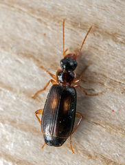 Dromius fenestratus