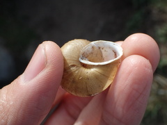 Helminthoglypta stiversiana