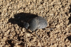 Epirinus flagellatus