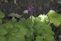 Primula matthioli sachalinensis