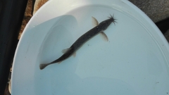 Misgurnus anguillicaudatus