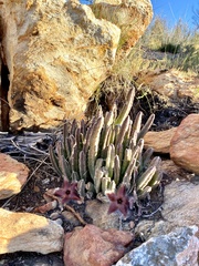 Stapelia hirsuta