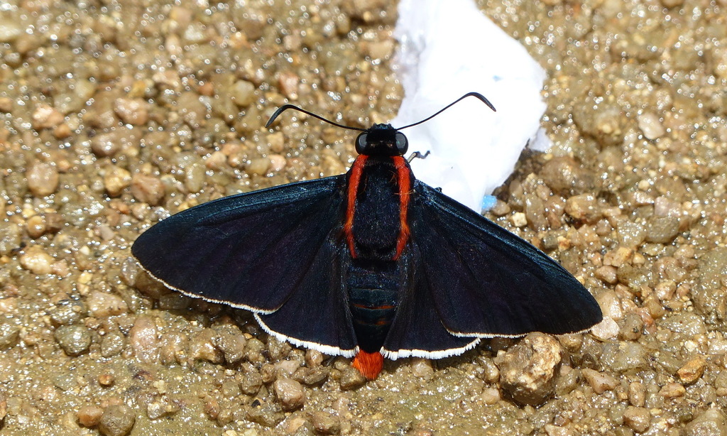 Red-spotted Firetip