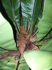 Asplenium australasicum