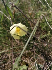 Narcissus bulbocodium