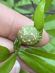 Dryocosmus quercuslaurifoliae