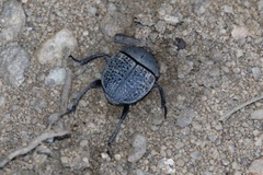 Epirinus flagellatus