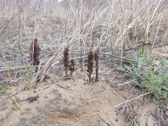 Orobanche coerulescens