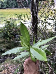 Caldcluvia paniculata