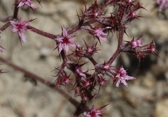 Chorizanthe fimbriata
