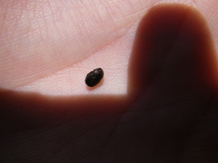 Onthophagus grossepunctatus