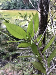 Caldcluvia paniculata