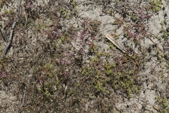 Chorizanthe fimbriata