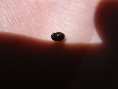 Onthophagus grossepunctatus