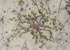 Chorizanthe procumbens