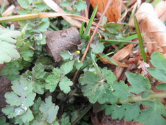 Chelidonium majus