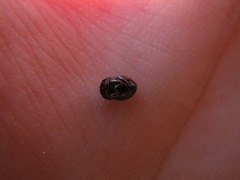 Onthophagus grossepunctatus