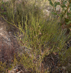 Acacia continua
