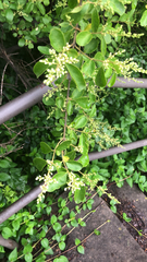 Ligustrum sinense