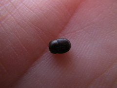 Onthophagus grossepunctatus