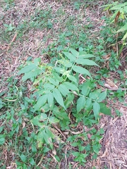 Sambucus gaudichaudiana