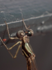 Protosticta taipokauensis