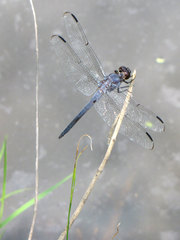 Slaty Skimmer