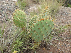 Opuntia cyclodes