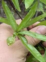 Dryocosmus quercuslaurifoliae