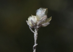 Stylocline gnaphaloides