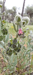 Cynoglossum cheirifolium