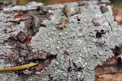 Pertusaria subambigens