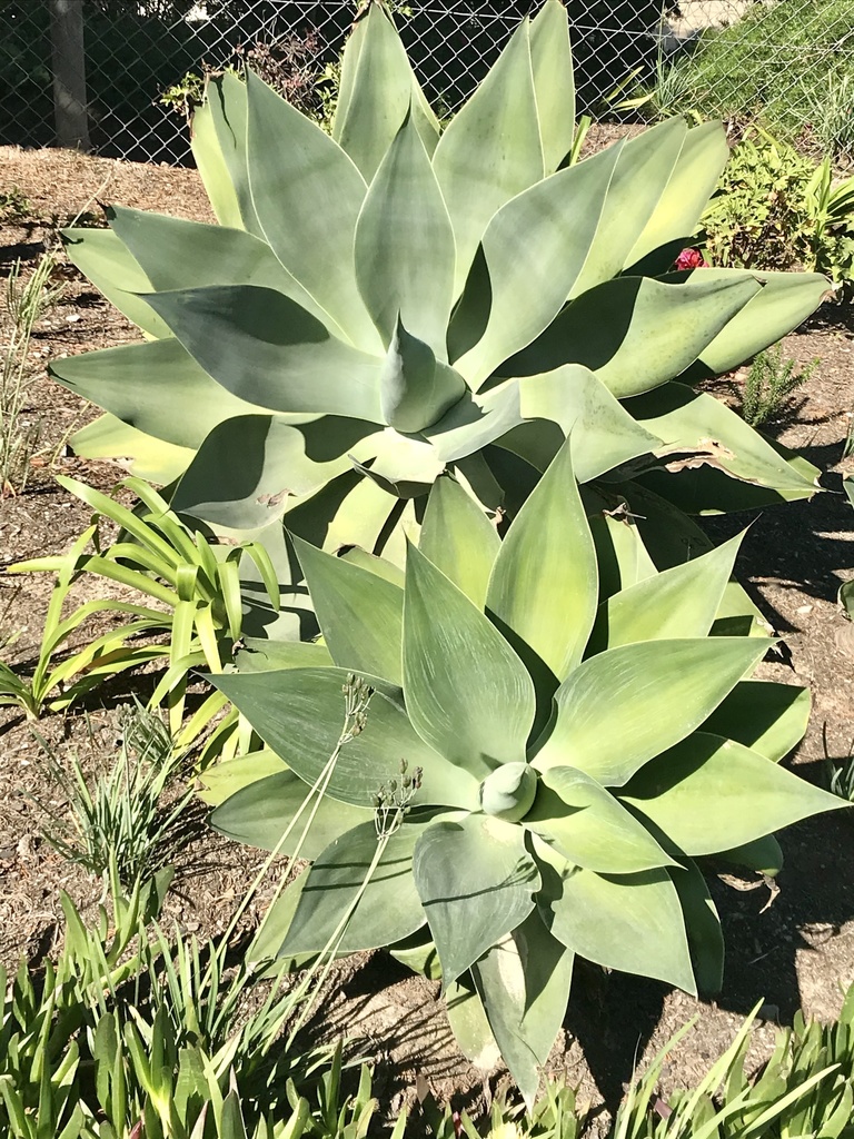 Swan Neck Agave From Hoogte Road South Groot Brakrivier Wc Za On May