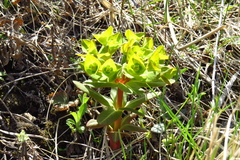 Euphorbia hylonoma