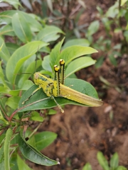 Valanga nigricornis