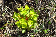 Euphorbia hylonoma