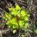 Euphorbia komaroviana - Photo (c) Valery Kambalin, algunos derechos reservados (CC BY-NC), subido por Valery Kambalin