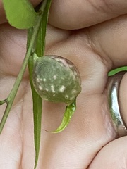 Dryocosmus quercuslaurifoliae