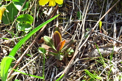 Euphorbia hylonoma
