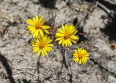 Pentachaeta aurea aurea