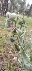 Cynoglossum cheirifolium